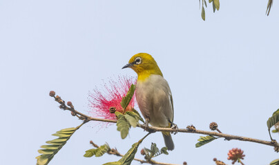 Indian white-eye or Oriental White-eye (Zosterops palpebrosus) bird collecting the flower juice for feeding.