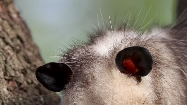 Detail of American Virginia Opossum head and ears, close up shot.