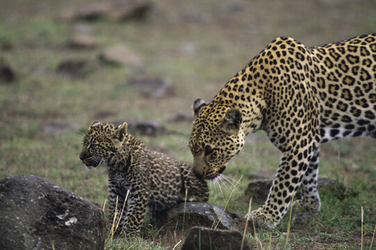 Adult leopards nudging leopard cub, Masai Mara Game Reserve, Kenya