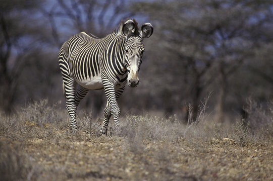 Fototapeta Zebra walking in the forest