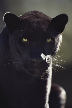 Close-up of a Black Leopard