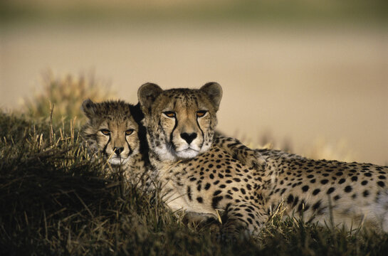 Two cheetahs lying together