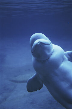 Beluga Whale underwater (Delphinapterus leucas)
