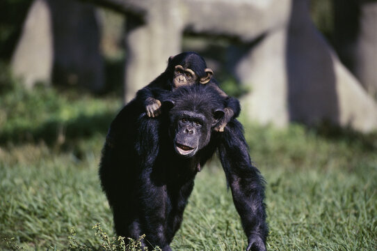 Young chimpanzee sitting on an adult