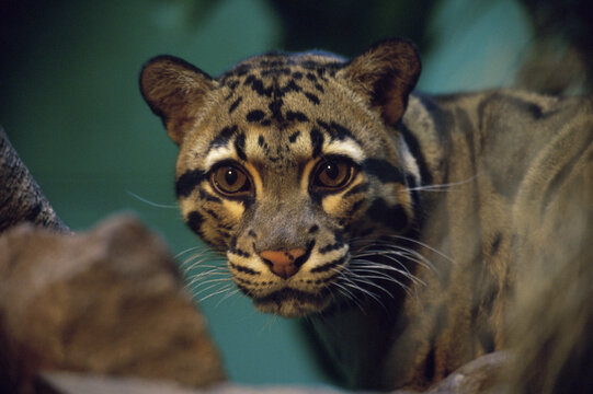 Close-up of a ocelot