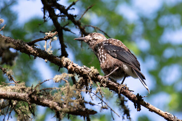 Spotted nutcracker sitting on a tree branch