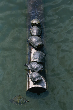 High angle view of turtles