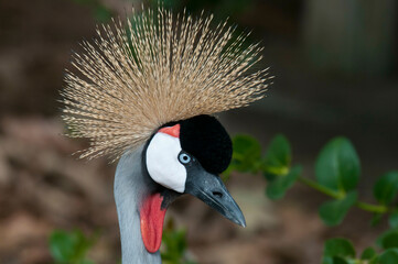 African crowned crane (balearica regulorum)