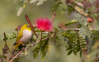 Indian white-eye or Oriental White-eye (Zosterops palpebrosus) bird collecting the flower juice for feeding.