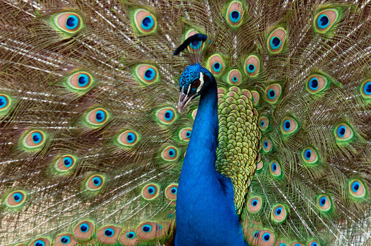 Peacock, male indian peafowl (pavo cristatus)