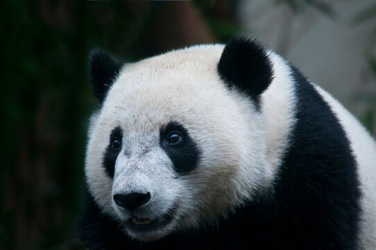 Giant panda baby (ailuropoda melanoleuca)