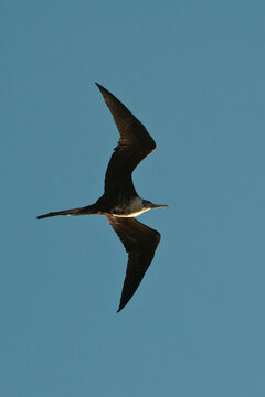 Mexico, Baja California Sur, Magnificent frigatebird (fregata magnificens)