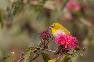 Indian white-eye or Oriental White-eye (Zosterops palpebrosus) bird collecting the flower juice for feeding.