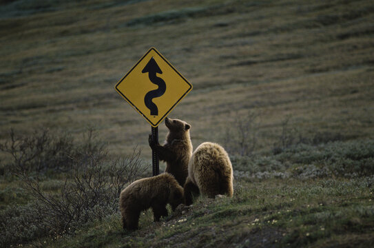 Three Brown Bears At A Sign Board, Denali National Park, Alaska, USA