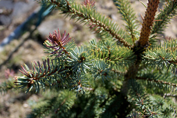 Naklejka na ściany i meble Fir tree branch. Close-up photo of needles of evergreen coniferous tree