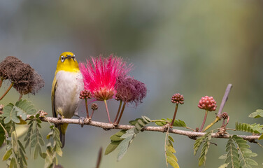 Indian white-eye or Oriental White-eye (Zosterops palpebrosus) bird collecting the flower juice for feeding.