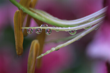 Close-up of water droplets on a Stargazer lily