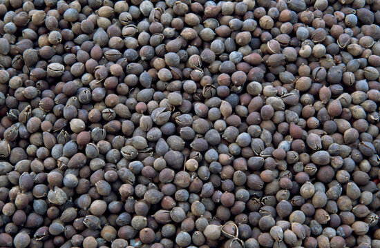Close-up of lime seeds