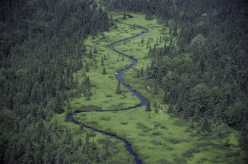 Dense plant growth, Maine, USA