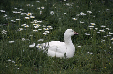 Goose on grass