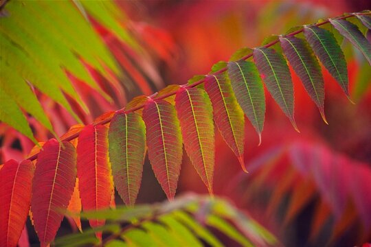 Close-up of leaves on a twig
