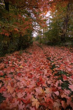 Leaves in autumn, New York, USA