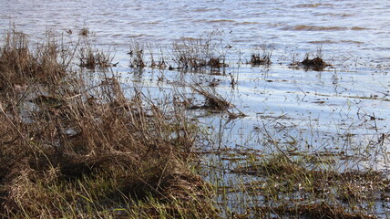 Meadow flooded with river water during spring flood