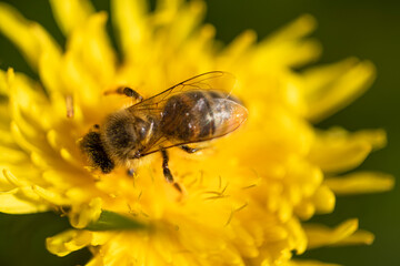 honey bee gathering pollen from a dandelion