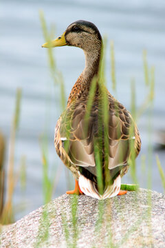 Close-up of a Mallard duck (Anas platyrhynchos) on a rock
