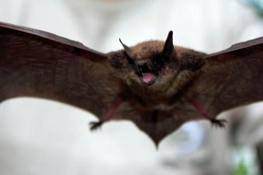 Canada, Nova Scotia, Liverpool, Little brown bat (Myotis lucifugus) in flight