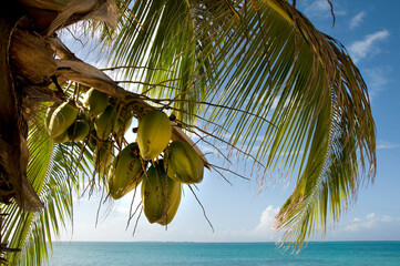 Coconut on a tree, Dos Mosquises Islands, Los Roques National Park, Los Roques, Venezuela