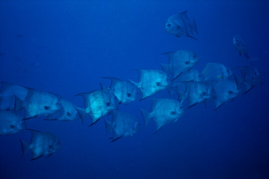 School of Atlantic Spadefish swimming underwater (Chaetodipterus faber)