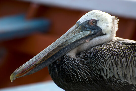 Close-up of a pelican, Los Roques National Park, Los Roques, Venezuela