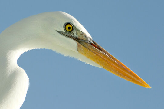 Low angle view of a Heron, Los Roques National Park, Los Roques, Venezuela
