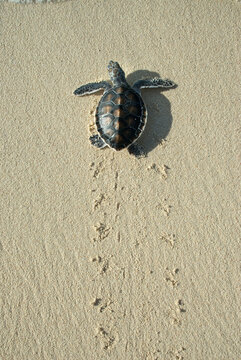 Turtle on the beach, Los Roques National Park, Los Roques, Venezuela