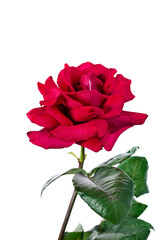 Red rose flower isolated on a white background.