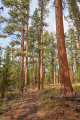 Fototapeta premium Path among the Ponderosa Pine trees in the forest in Eastern Oregon.