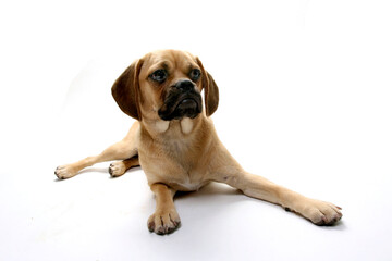 Puggle puppy resting