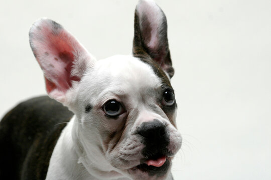 Close-up of a French bulldog puppy