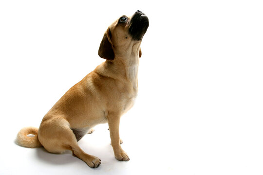 Puggle puppy looking up