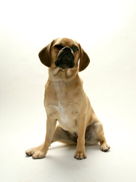 Puggle puppy looking up