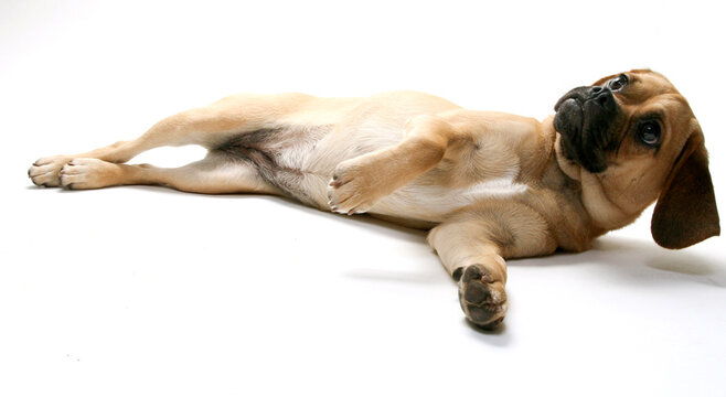 Puggle puppy looking up