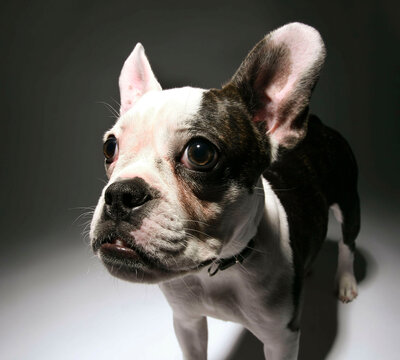 Close-up of a French bulldog