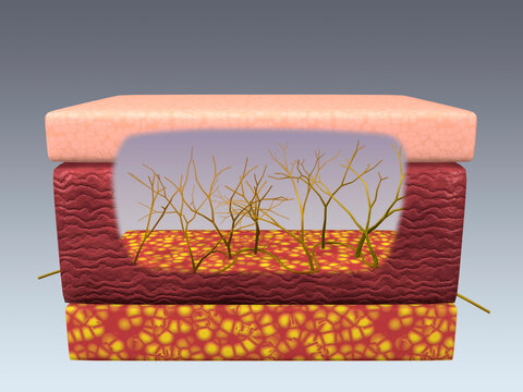 Cross section of skin nerve cells within three layers of human skin
