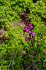 LINARIA PURPUREA FLOWER IN THE GARDEN