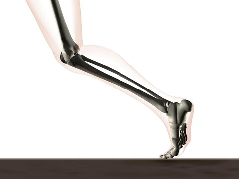 X-ray view of a human's leg in running position