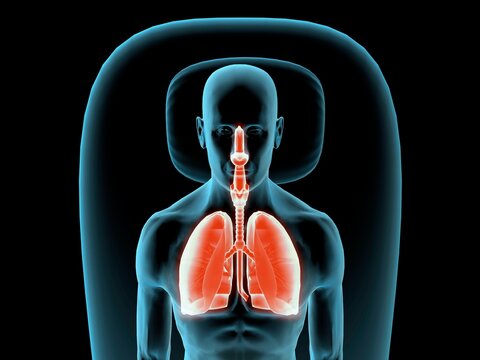 X-ray view of a man resting with view of lungs