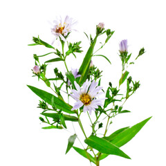 Blue meadow aster flowers (Aster amellus or the European Michaelmas daisy) isolated on a white background.