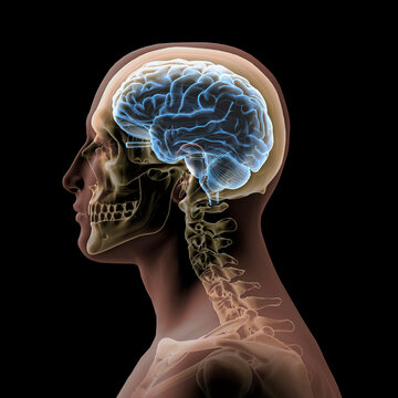 Profile of man's head and shoulders with semi-transparent skull and spine