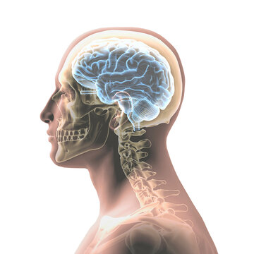 Profile of man's head and shoulders with semi-transparent skull and spine
